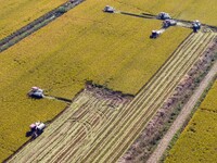 Workers operate machines to harvest rice at Baima Lake farm in Huai'an, China, on October 29, 2024. (