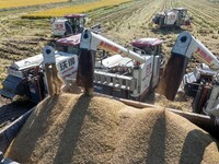 Workers operate machines to harvest rice at Baima Lake farm in Huai'an, China, on October 29, 2024. (