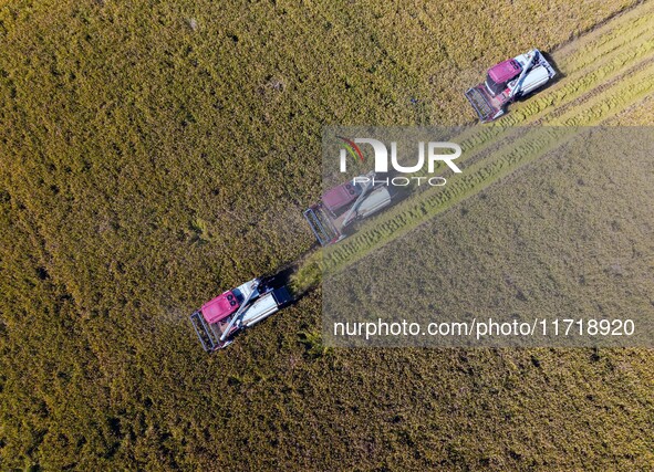 Workers operate machines to harvest rice at Baima Lake farm in Huai'an, China, on October 29, 2024. 