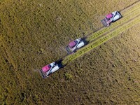 Workers operate machines to harvest rice at Baima Lake farm in Huai'an, China, on October 29, 2024. (