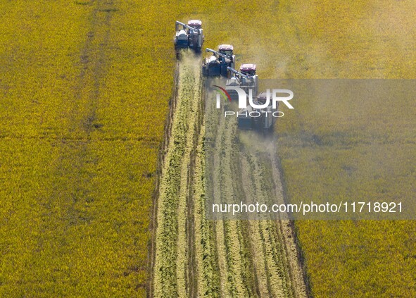 Workers operate machines to harvest rice at Baima Lake farm in Huai'an, China, on October 29, 2024. 