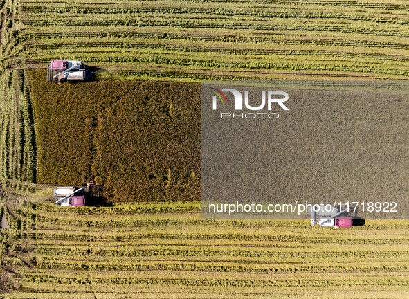 Workers operate machines to harvest rice at Baima Lake farm in Huai'an, China, on October 29, 2024. 