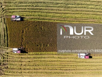 Workers operate machines to harvest rice at Baima Lake farm in Huai'an, China, on October 29, 2024. (