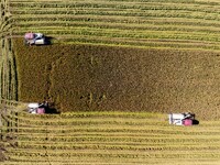 Workers operate machines to harvest rice at Baima Lake farm in Huai'an, China, on October 29, 2024. (