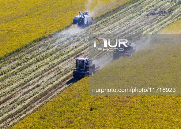 Workers operate machines to harvest rice at Baima Lake farm in Huai'an, China, on October 29, 2024. 