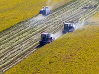 Workers operate machines to harvest rice at Baima Lake farm in Huai'an, China, on October 29, 2024. (