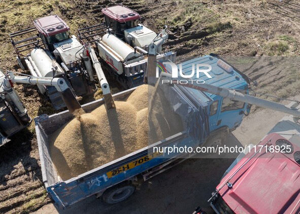 Workers operate machines to harvest rice at Baima Lake farm in Huai'an, China, on October 29, 2024. 