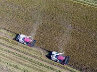 Workers operate machines to harvest rice at Baima Lake farm in Huai'an, China, on October 29, 2024. (