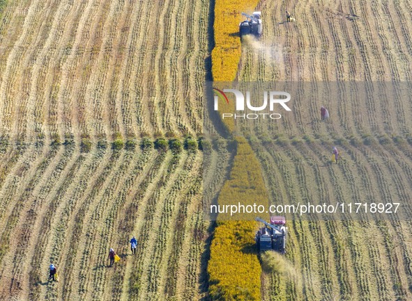 Workers operate machines to harvest rice at Baima Lake farm in Huai'an, China, on October 29, 2024. 