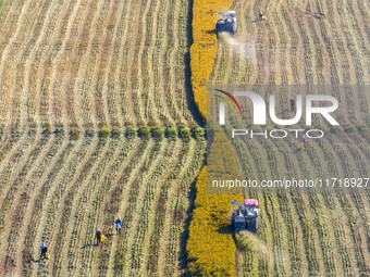 Workers operate machines to harvest rice at Baima Lake farm in Huai'an, China, on October 29, 2024. (