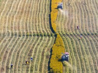 Workers operate machines to harvest rice at Baima Lake farm in Huai'an, China, on October 29, 2024. (