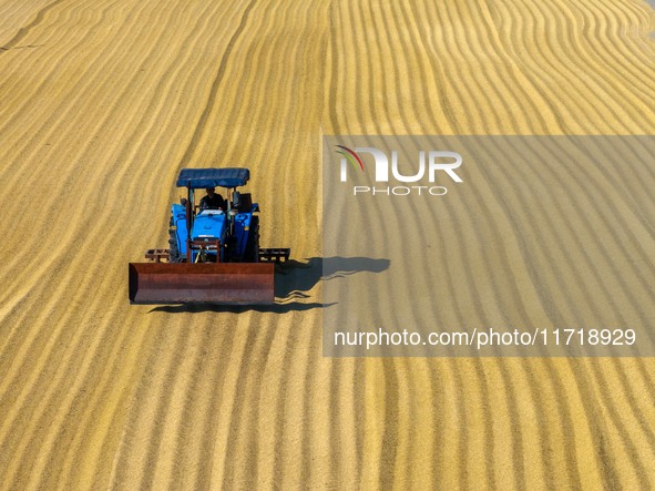 Workers operate machines to harvest rice at Baima Lake farm in Huai'an, China, on October 29, 2024. 