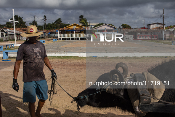 A man with a cart pulled by a buffalo collects garbage on Marajo Island, located at the mouth of the Amazon River. This island has the large...