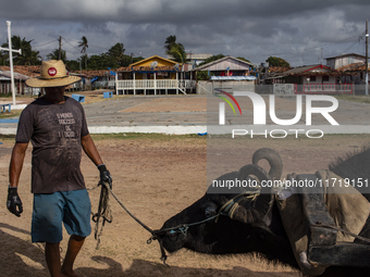 A man with a cart pulled by a buffalo collects garbage on Marajo Island, located at the mouth of the Amazon River. This island has the large...