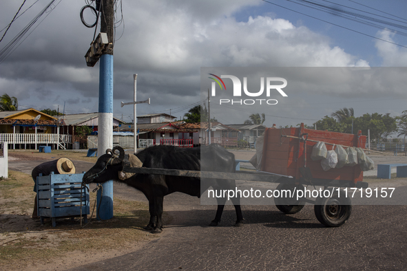 A man with a cart pulled by a buffalo collects garbage on Marajo Island, located at the mouth of the Amazon River. This island has the large...