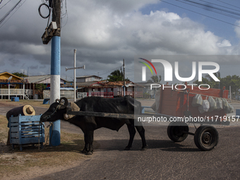 A man with a cart pulled by a buffalo collects garbage on Marajo Island, located at the mouth of the Amazon River. This island has the large...