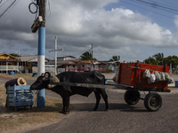 A man with a cart pulled by a buffalo collects garbage on Marajo Island, located at the mouth of the Amazon River. This island has the large...