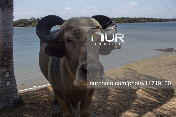 The buffalo known as ''Alemao'' is on Marajo Island, located at the mouth of the Amazon River. This island has the largest buffalo herd in B...