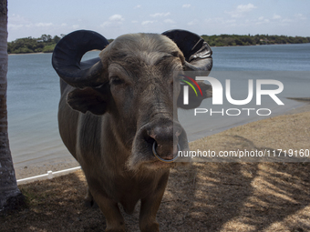 The buffalo known as ''Alemao'' is on Marajo Island, located at the mouth of the Amazon River. This island has the largest buffalo herd in B...