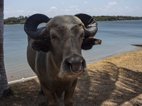 The buffalo known as ''Alemao'' is on Marajo Island, located at the mouth of the Amazon River. This island has the largest buffalo herd in B...