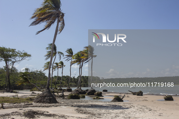 Cajuuna Beach with coconut trees is located on Marajo Island at the mouth of the Amazon River in Soure, Para, Brazil, on October 9, 2024. 