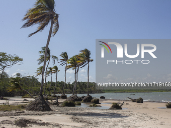 Cajuuna Beach with coconut trees is located on Marajo Island at the mouth of the Amazon River in Soure, Para, Brazil, on October 9, 2024. (