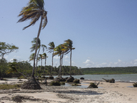 Cajuuna Beach with coconut trees is located on Marajo Island at the mouth of the Amazon River in Soure, Para, Brazil, on October 9, 2024. (