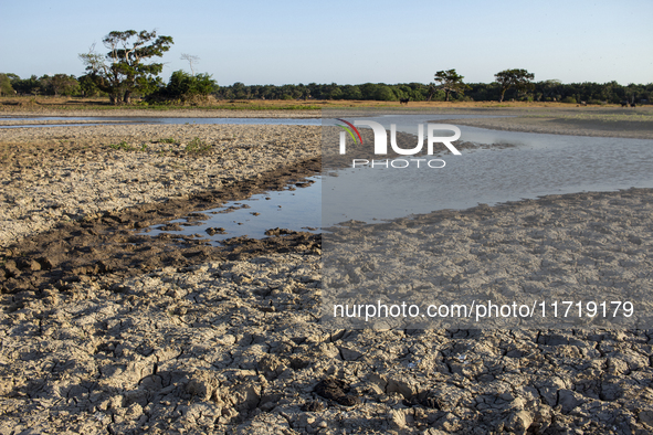 A dry lagoon exists in the grasslands of Marajo Island, located at the mouth of the Amazon River and considered the largest fluvial-maritime...