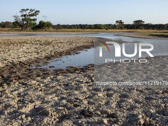 A dry lagoon exists in the grasslands of Marajo Island, located at the mouth of the Amazon River and considered the largest fluvial-maritime...