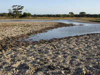 A dry lagoon exists in the grasslands of Marajo Island, located at the mouth of the Amazon River and considered the largest fluvial-maritime...