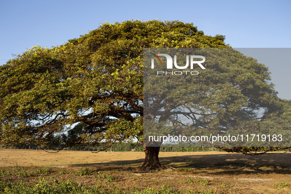 A solitary tree stands in the grasslands of Marajo Island, located at the mouth of the Amazon River and considered the largest fluvial-marit...