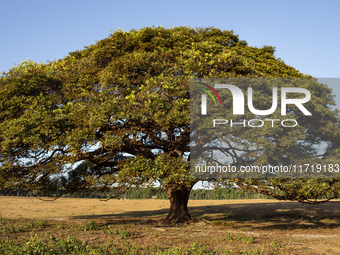 A solitary tree stands in the grasslands of Marajo Island, located at the mouth of the Amazon River and considered the largest fluvial-marit...