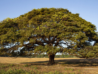 A solitary tree stands in the grasslands of Marajo Island, located at the mouth of the Amazon River and considered the largest fluvial-marit...