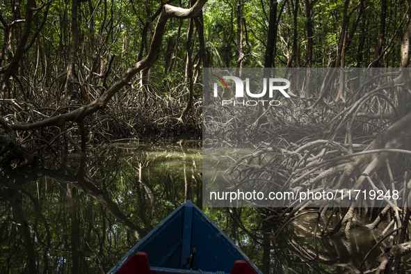 Mangrove on Marajo Island is located at the mouth of the Amazon River and is considered the largest area of mangroves on the planet in Soure...