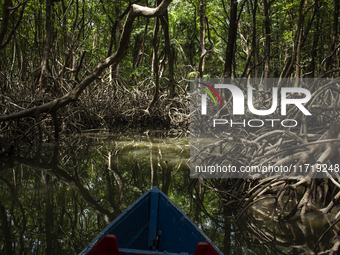 Mangrove on Marajo Island is located at the mouth of the Amazon River and is considered the largest area of mangroves on the planet in Soure...