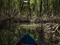 Mangrove on Marajo Island is located at the mouth of the Amazon River and is considered the largest area of mangroves on the planet in Soure...