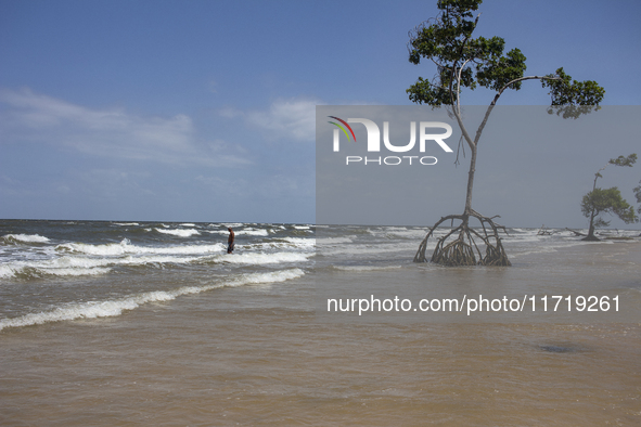 Barra Velha Beach is on Marajo Island, located at the mouth of the Amazon River and considered the largest fluvial-maritime island on the pl...