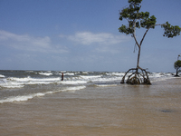 Barra Velha Beach is on Marajo Island, located at the mouth of the Amazon River and considered the largest fluvial-maritime island on the pl...