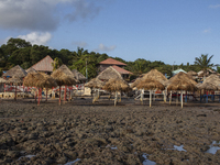 Pesqueiro Beach is on Marajo Island, located at the mouth of the Amazon River and considered the largest fluvial-maritime island on the plan...