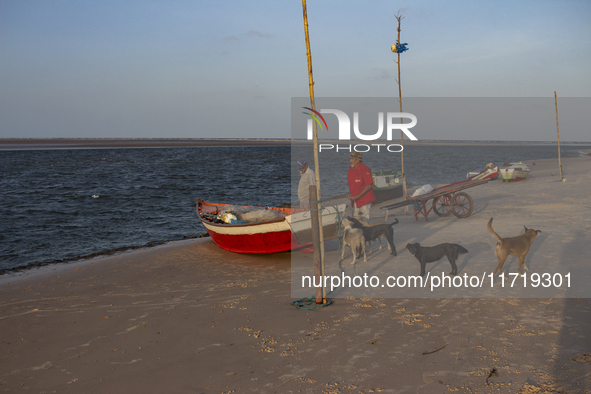 Pesqueiro Beach is on Marajo Island, located at the mouth of the Amazon River and considered the largest fluvial-maritime island on the plan...