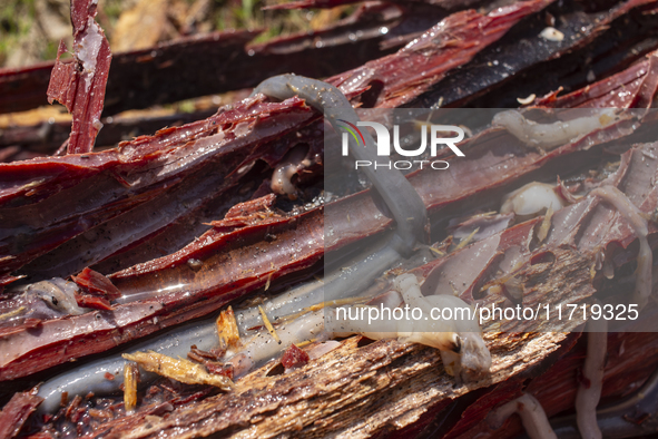 A local culinary delicacy is a mollusk that lives in the mangroves on Marajo Island, located at the mouth of the Amazon River and considered...