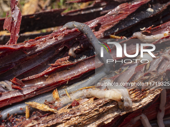 A local culinary delicacy is a mollusk that lives in the mangroves on Marajo Island, located at the mouth of the Amazon River and considered...