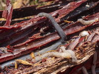 A local culinary delicacy is a mollusk that lives in the mangroves on Marajo Island, located at the mouth of the Amazon River and considered...