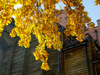 Yellow oak leaves are in front of the Golden Gate in Kyiv, Ukraine, on October 28, 2024. (