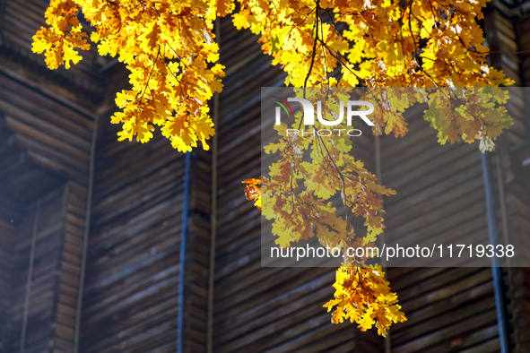 Yellow oak leaves are in front of the Golden Gate in Kyiv, Ukraine, on October 28, 2024. 