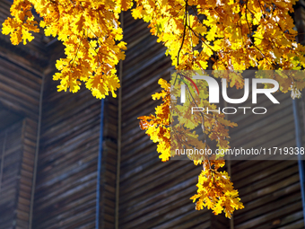 Yellow oak leaves are in front of the Golden Gate in Kyiv, Ukraine, on October 28, 2024. (