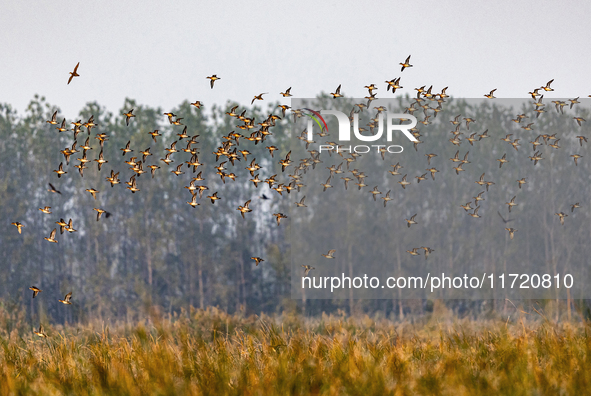 The first batch of winter migratory birds flies in the Linhuai section of Hongze Lake Wetland National Nature Reserve in Suqian, Jiangsu pro...