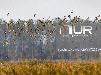 The first batch of winter migratory birds flies in the Linhuai section of Hongze Lake Wetland National Nature Reserve in Suqian, Jiangsu pro...