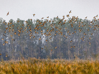 The first batch of winter migratory birds flies in the Linhuai section of Hongze Lake Wetland National Nature Reserve in Suqian, Jiangsu pro...