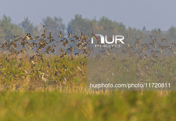 The first batch of winter migratory birds flies in the Linhuai section of Hongze Lake Wetland National Nature Reserve in Suqian, Jiangsu pro...